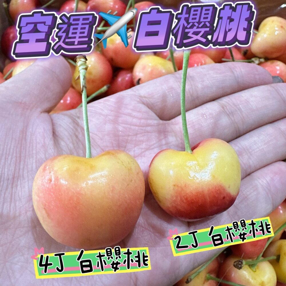 智利白熊白櫻桃