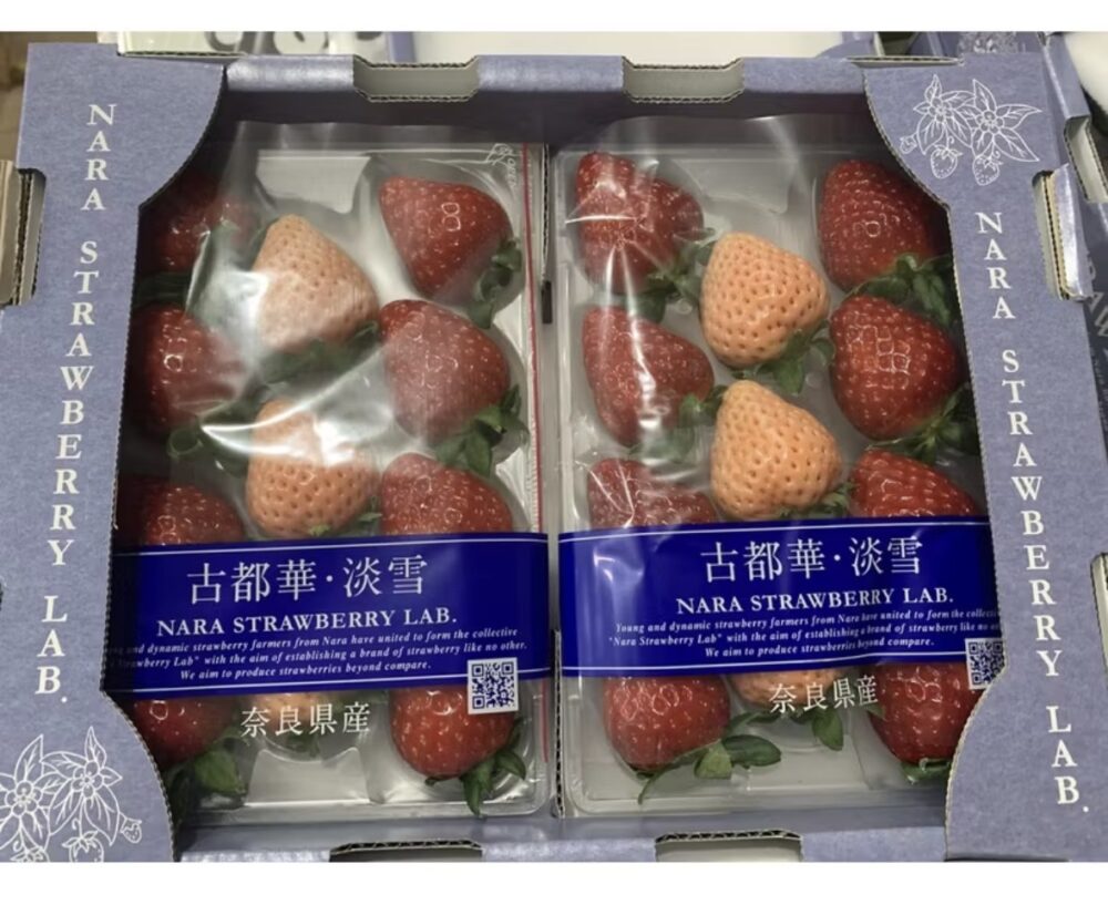 IMG_2016 古都華草莓/淡雪/雙色草莓
